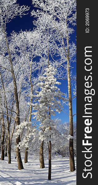 Siberian cedar,winter,hoarfrost,blue sky