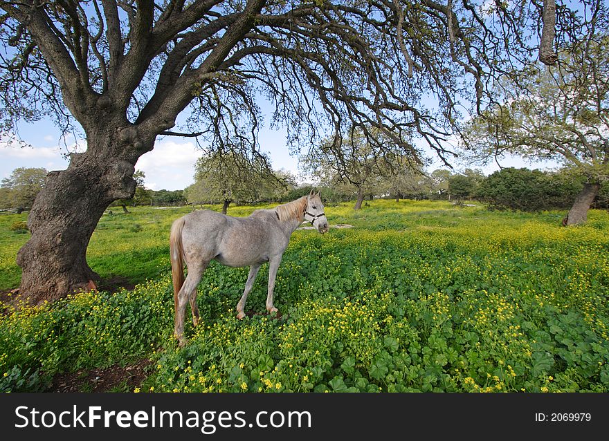 Gray horse standing under branchy tree in the sunny spring day. Gray horse standing under branchy tree in the sunny spring day