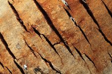 Free Bark Stock Photos - 20600573