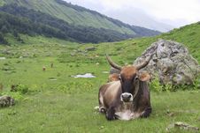 Cow Grazing In Alpine Meadow Stock Image