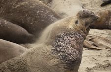 Elephant Seal Sand Bathing Stock Photos