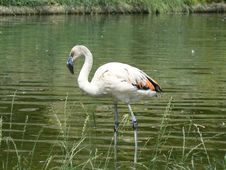 Chilean Flamingo Stock Images Chilean Flamingo Stock Images