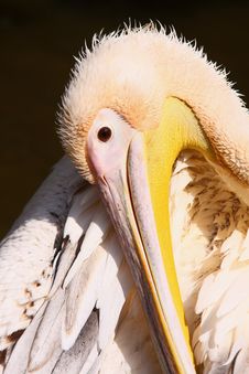 Pelican Stock Photography Pelican Stock Photography