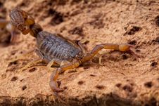 Scorpion Stock Photos Scorpion Stock Photos