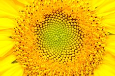 Sunflower Close-Up Stock Photography Sunflower Close-Up Stock Photography