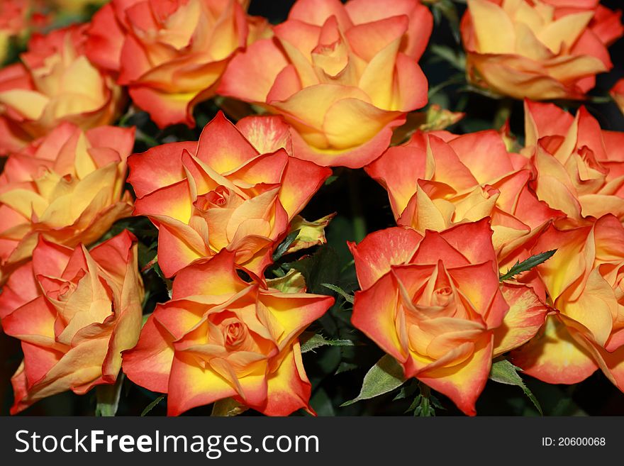 A large bunch red roses