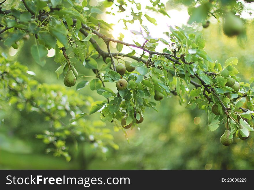 Tree with green pears in the garden
