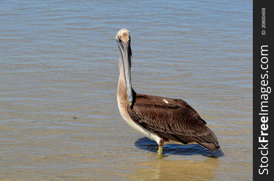 Brown Pelican wading in low tide on the northern Sea of Cortez and keeping a cautious eye on the camera moving closer.