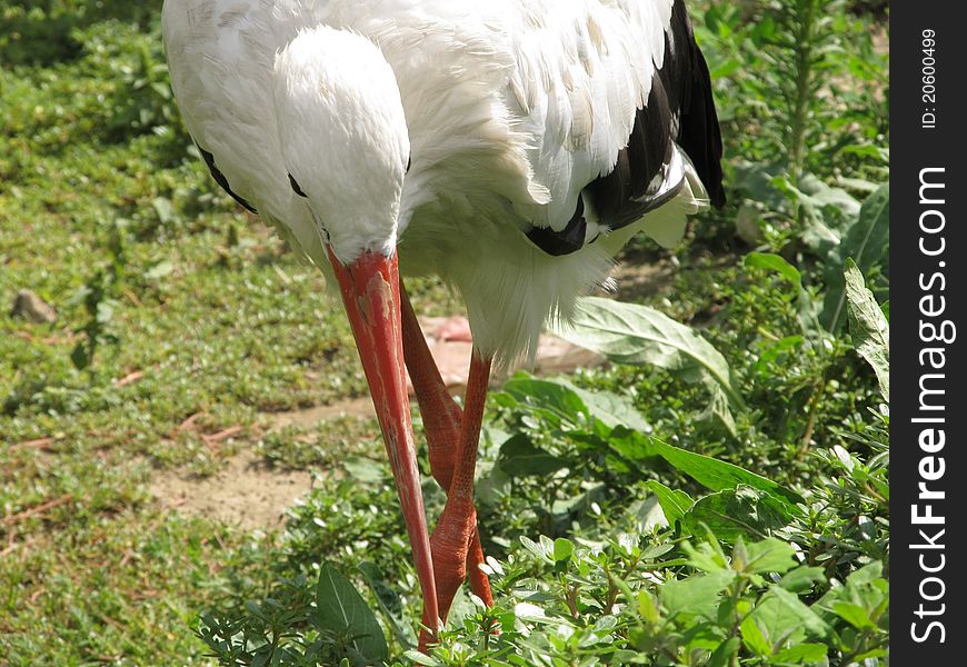 Living close to people without much fear of Stork allows himself to consider and take pictures. Living close to people without much fear of Stork allows himself to consider and take pictures.