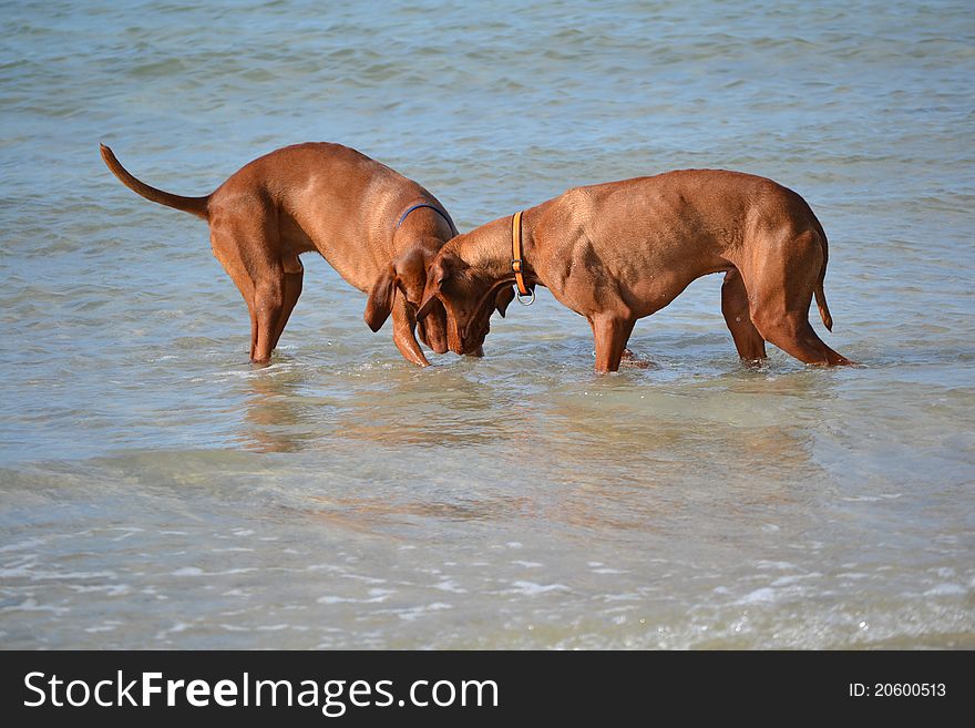 Father and son Vizla Pointers love the sea and whatever they can find in it. Father and son Vizla Pointers love the sea and whatever they can find in it.