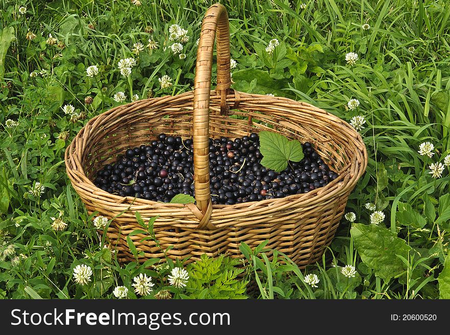 Currant berries in a basket on a glade with colors