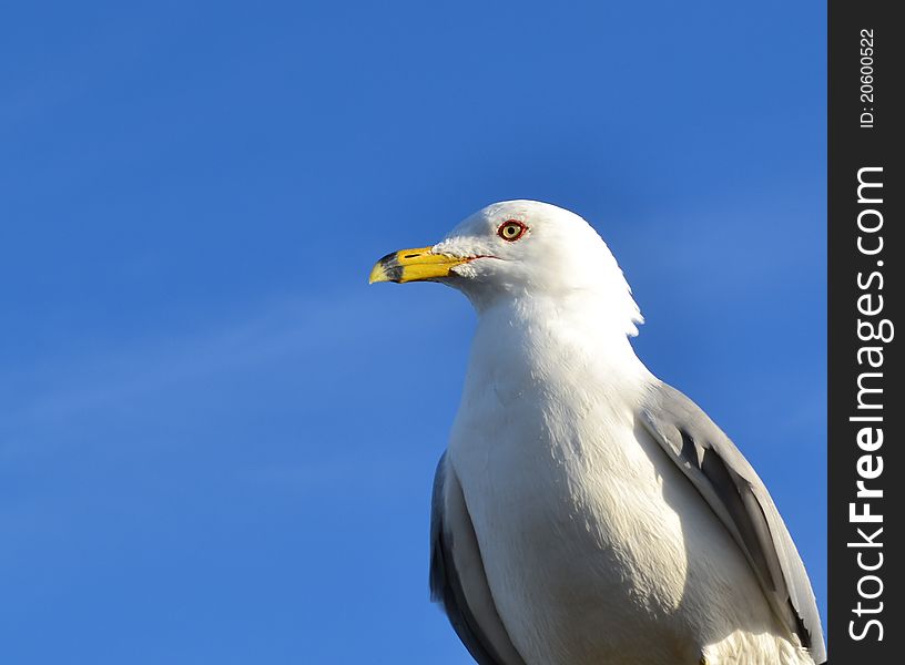 Ring-billed Sea Gull