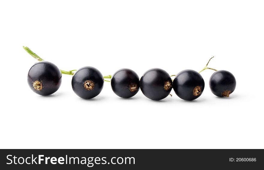 Branch of black currant