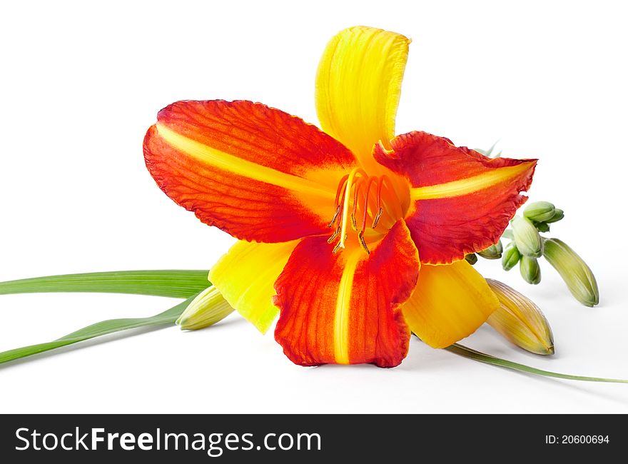 Red and yellow lily isolated on white background