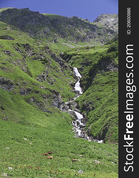 Cows grazed about waterfall