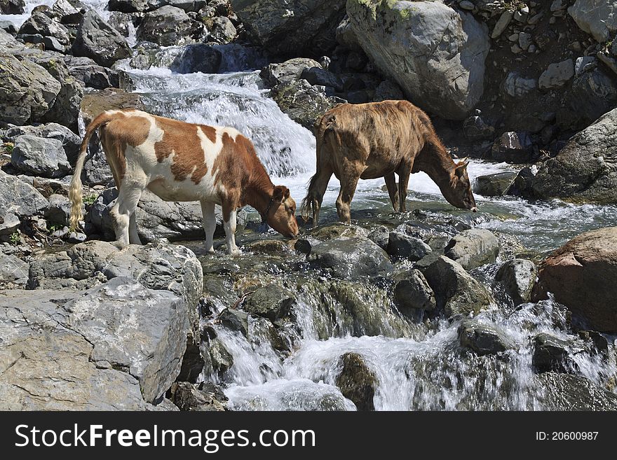 Cows drinking from mountain river