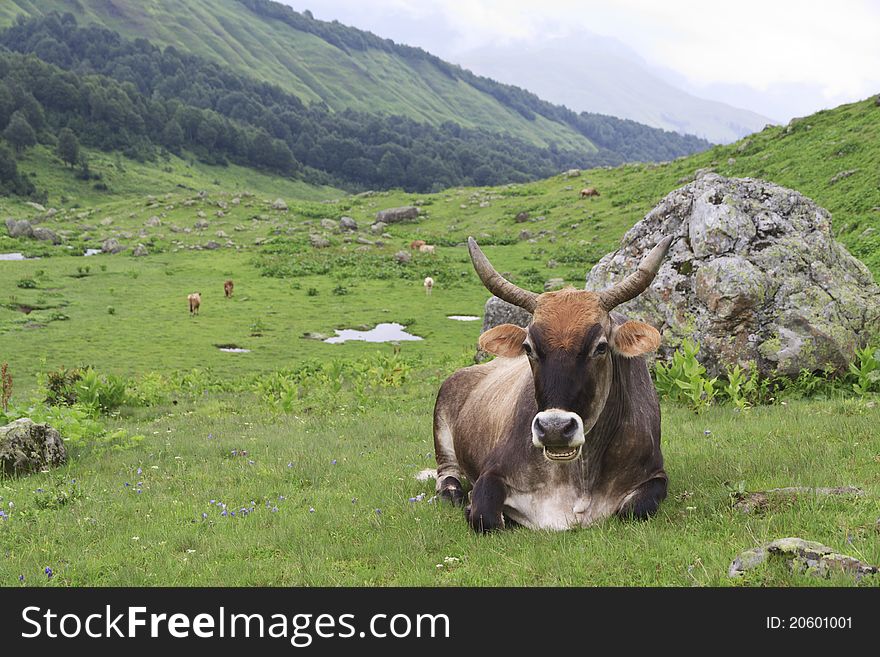 Cow grazing in alpine meadow
