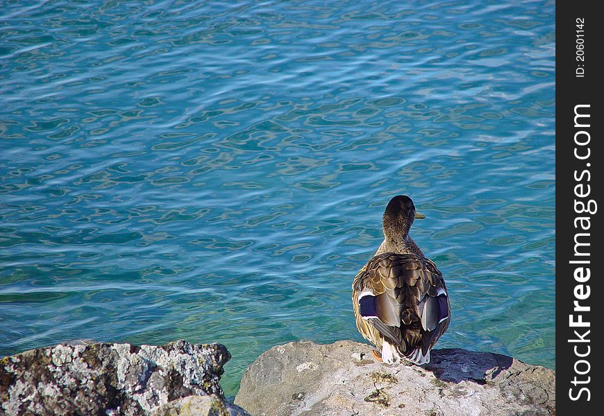 A Duck looking at the water and considering to jump into it