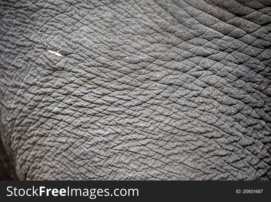 Close up of elephant skin