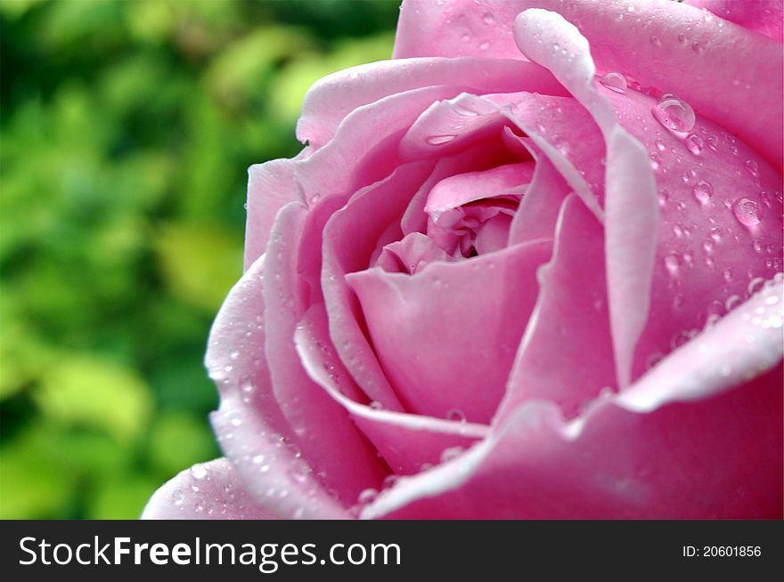 Beautiful pink rose with water droplets