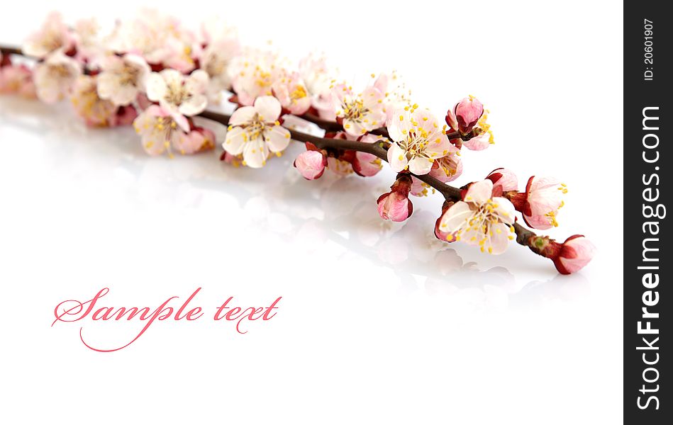 Branches of apricot flowers on a white background.