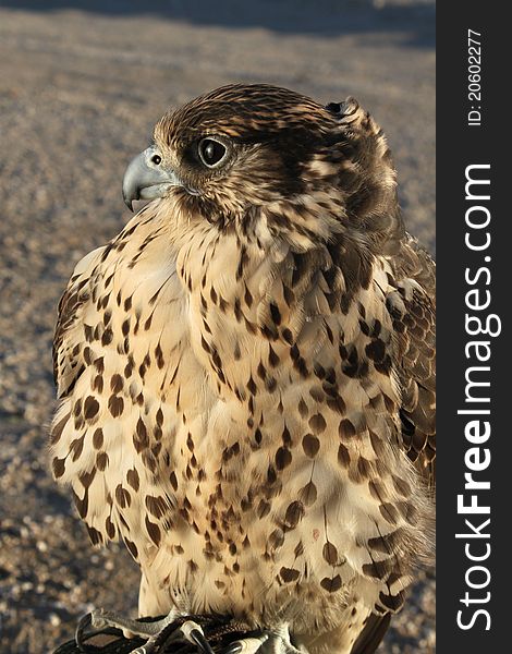 Arabian falcon in falconry trip, Kuwait desert