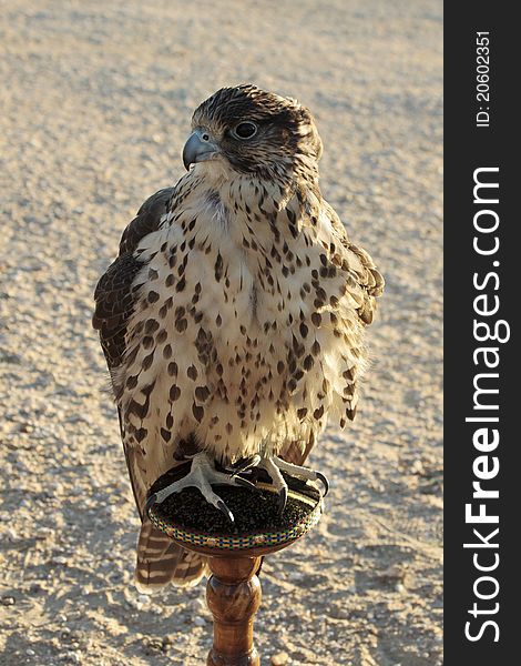 Arabian falcon in falconry trip, Kuwait desert