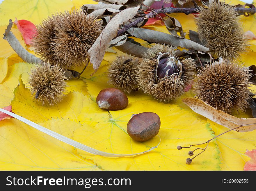 Autumnal fruit composition with scattered chestnuts, burs and twigs on dry leaves. Autumnal fruit composition with scattered chestnuts, burs and twigs on dry leaves