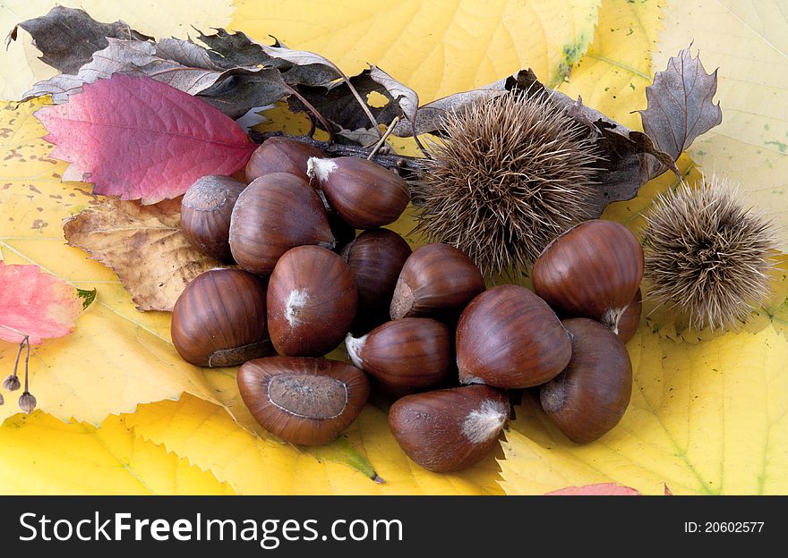 Autumnal fruit composition with chestnuts, burs and twigs on dry leaves. Autumnal fruit composition with chestnuts, burs and twigs on dry leaves