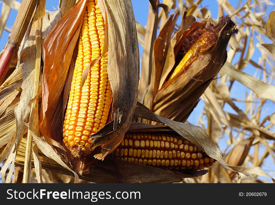 Yellow corn in a field is dry and ready for harvest