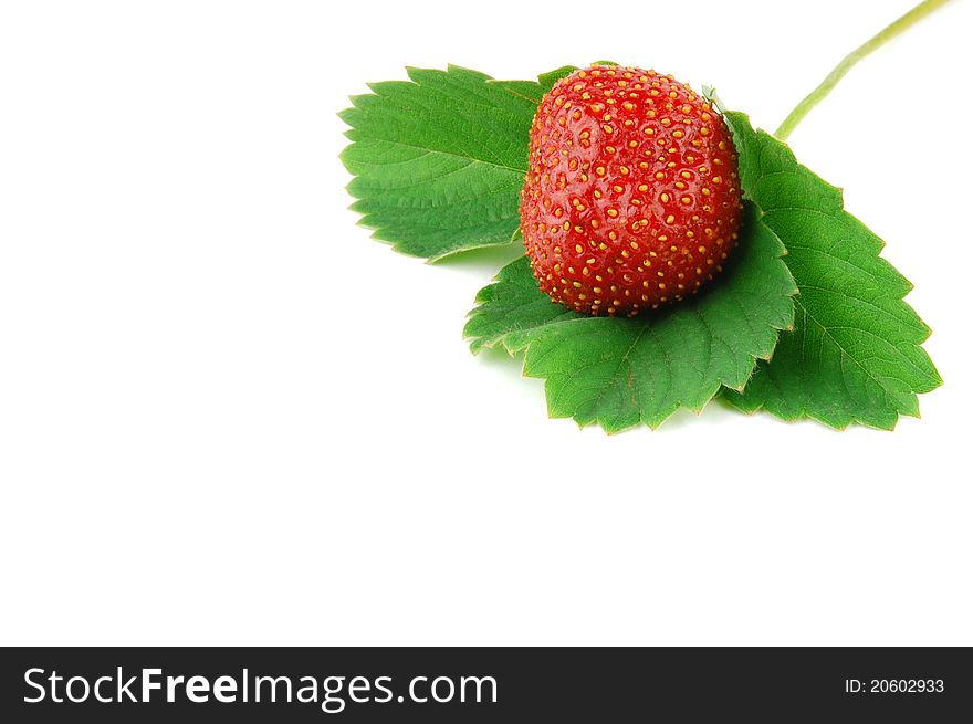 Strawberry macro with green leaves isolated on a white background with place for your text.