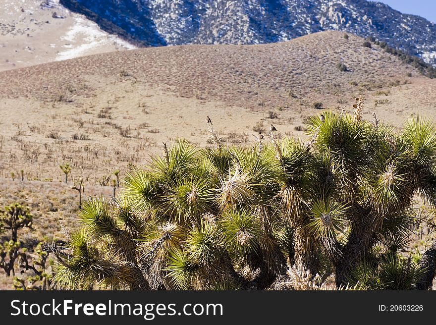 Joshua Tree and snow-capped mountains