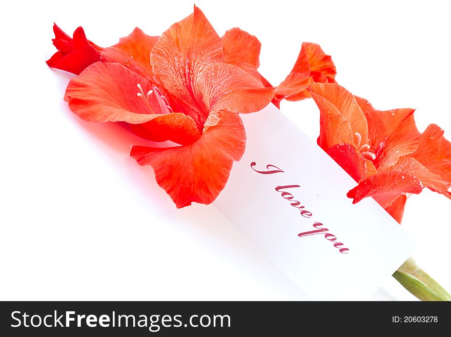 Declaration of love against the backdrop of beautiful flowers