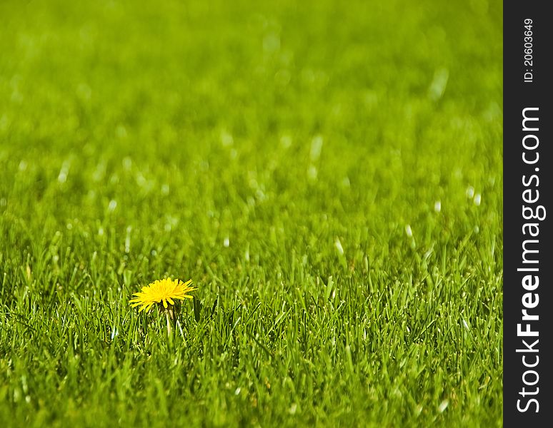 Single dandelion in the lawn. Single dandelion in the lawn