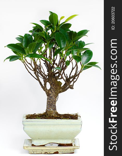 A bonsai tree in a white pot with white abackground.