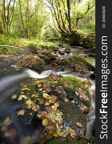 Peaceful mountain stream flows through forest. Peaceful mountain stream flows through forest