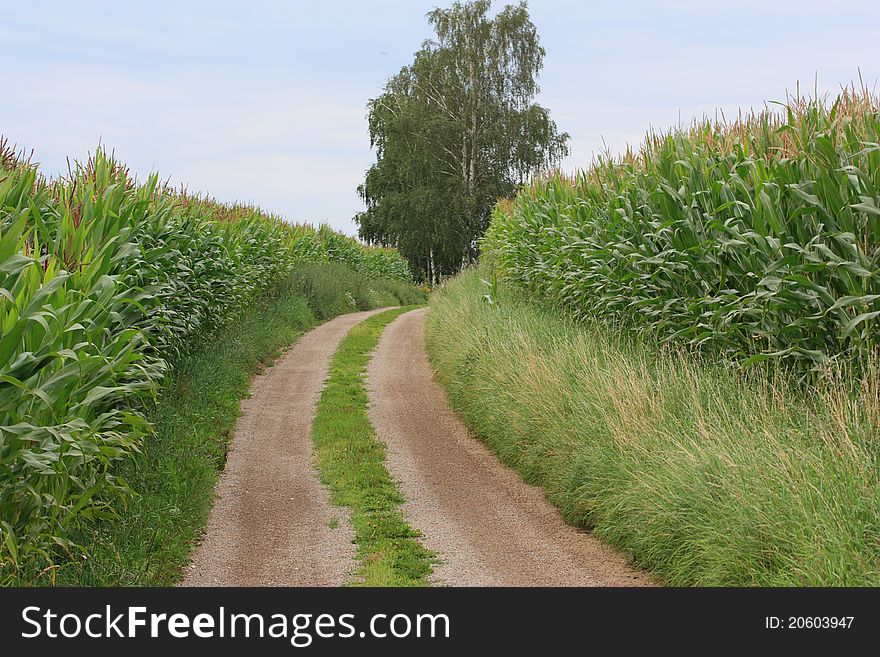 Little pathway between two big corn fields