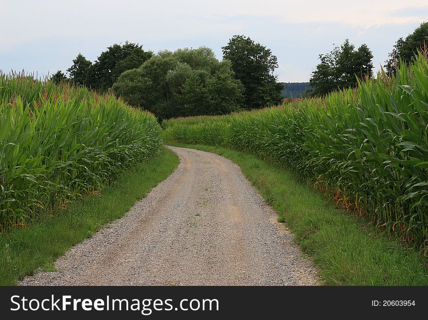 Little pathway between two big corn fields