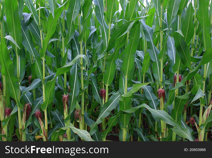 Closup of a corn field in summer