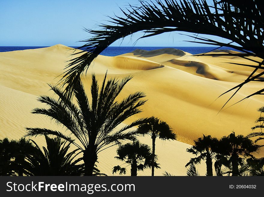 Montage of dunes and palm trees. Montage of dunes and palm trees.