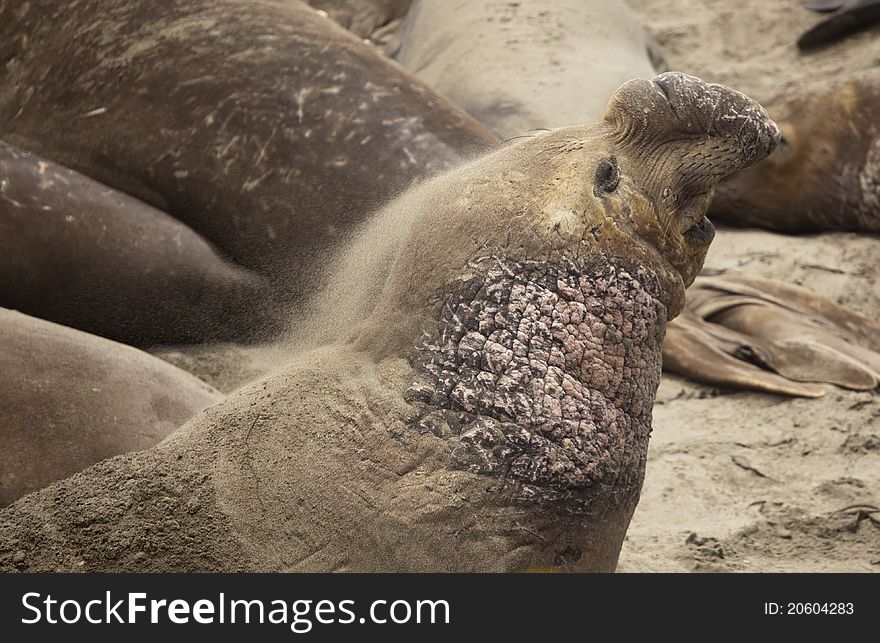 An elephant seal tossing sands on his body to help regulate it's body temperature. An elephant seal tossing sands on his body to help regulate it's body temperature.