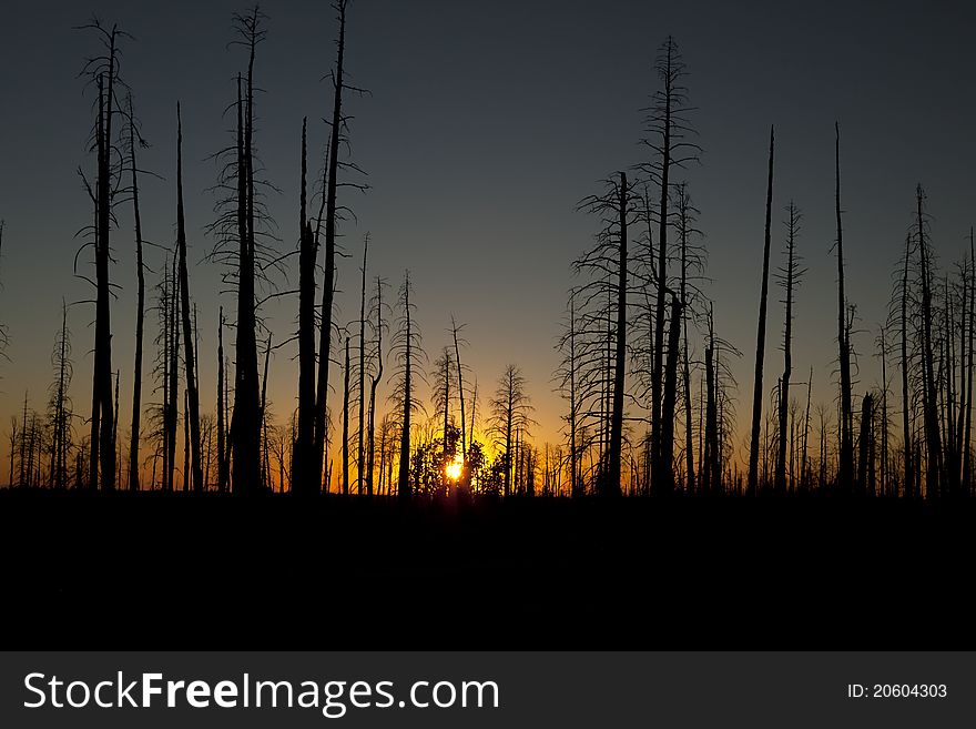 This is taken after the arizona fire in 2011. A sunset photo of what is left of the pine forest after the fire. A haunting but beautiful image. This is taken after the arizona fire in 2011. A sunset photo of what is left of the pine forest after the fire. A haunting but beautiful image.