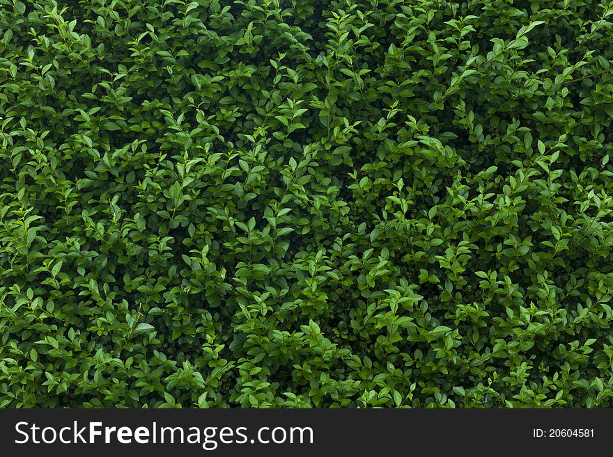 A high resolution image of a green shrubs leaves creating a texture. A high resolution image of a green shrubs leaves creating a texture