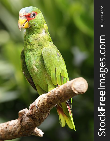 The white-fronted amozon sitting on the tweet. The white-fronted amozon sitting on the tweet.