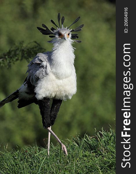 The secretary bird going on the grassland.