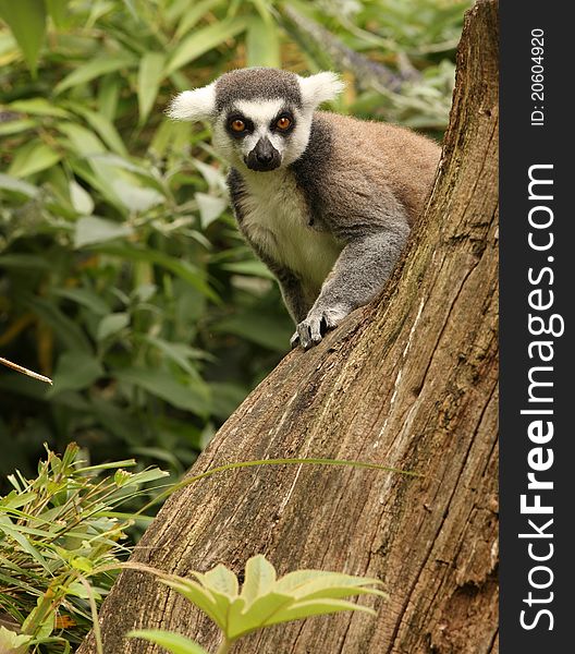 A Ring Tailed Lemur peeping behind a tree stump