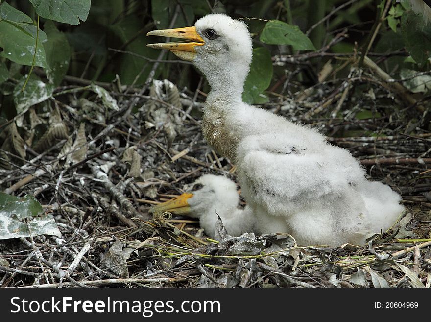 Black Stork Juveniles