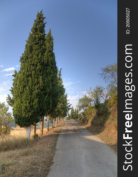 A way of cypresses leading to Cemetery. A way of cypresses leading to Cemetery