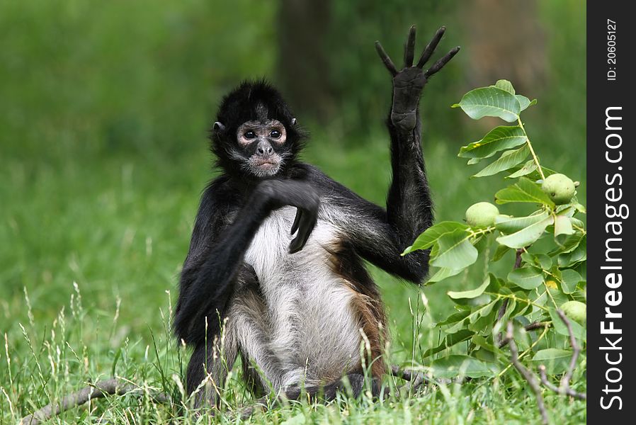 Monkey Greeting