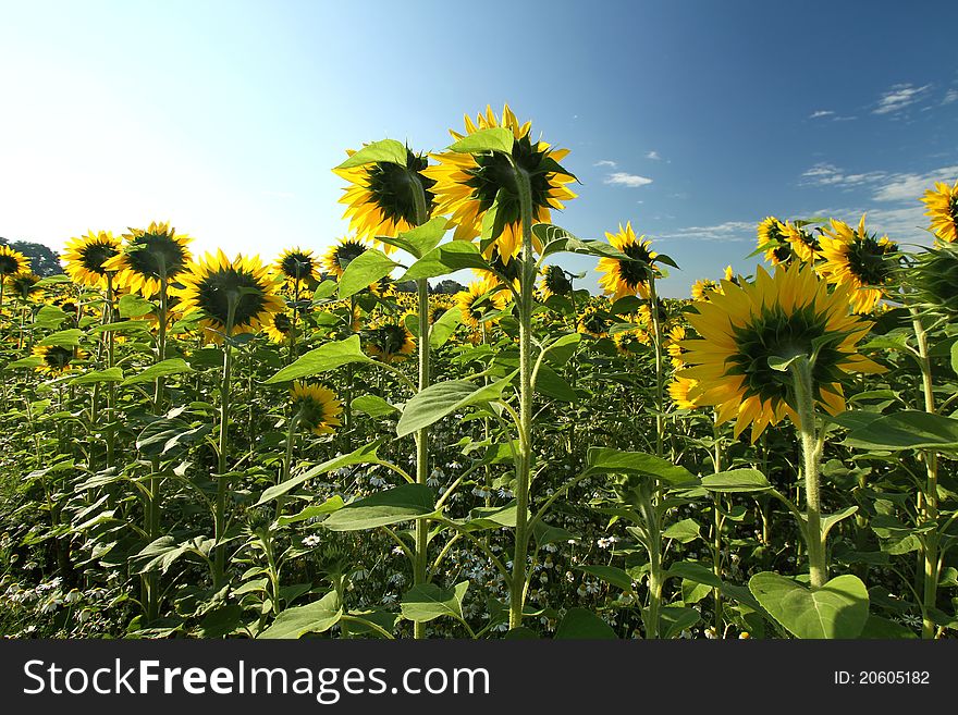 Landscape of field full of sunflowers